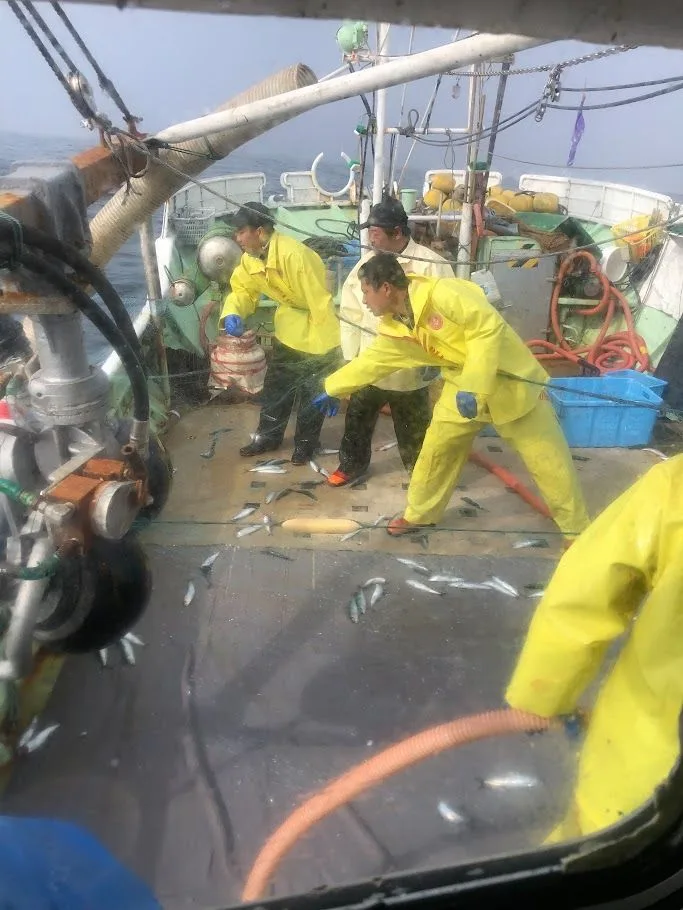 魚の選別作業